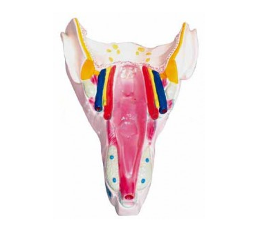咽喉壁肌模型图