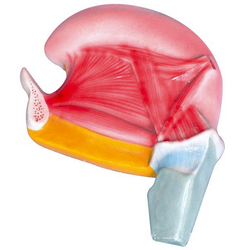舌肌模型