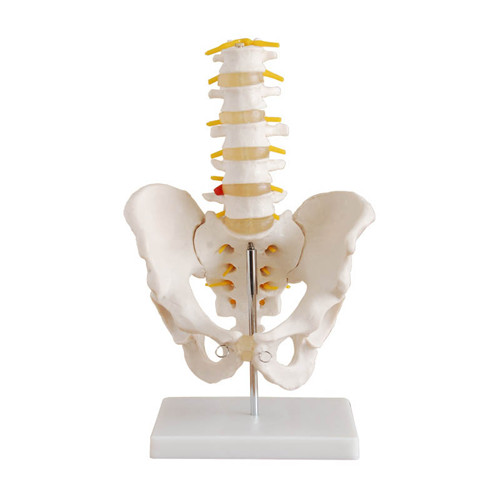 自然大骨盆带五节腰椎模型图