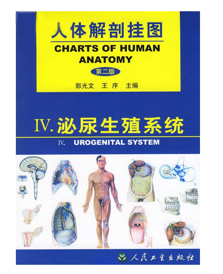 《人体解剖挂图》-泌尿生殖系统（18张）