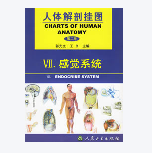 《人体解剖挂图》-感觉系统