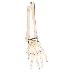 手掌骨带尺骨和桡骨模型图