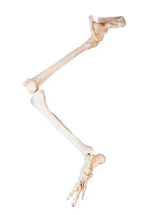 下肢骨连髋骨模型图
