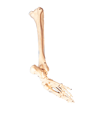 足骨、腓骨和胫骨模型图