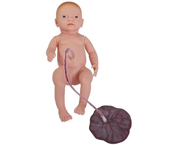 新生儿带胎盘护理模型图