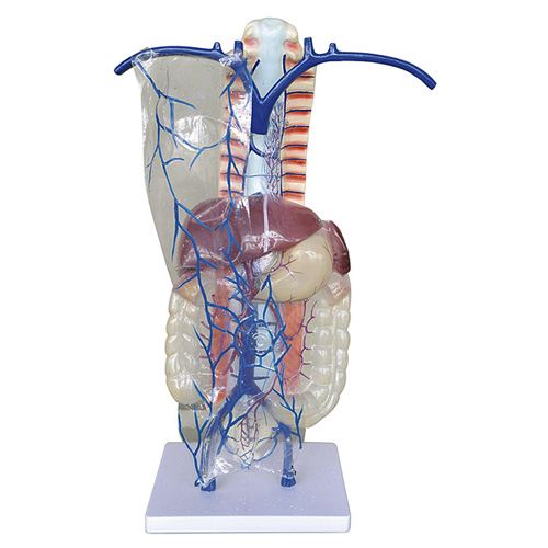 知能医学模型门静脉及侧支循环模型 BIX-1172