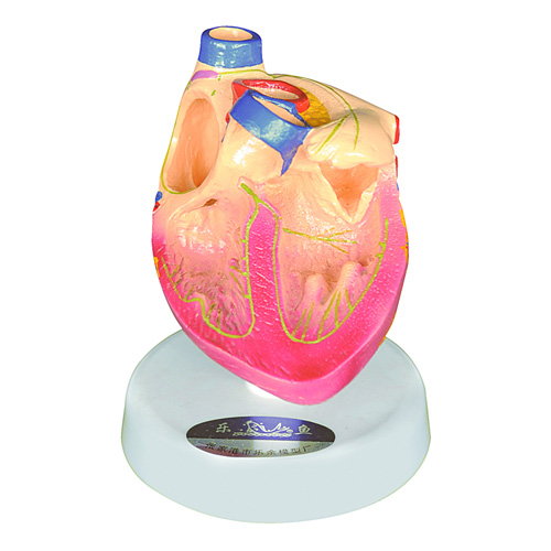 心脏传导系统模型