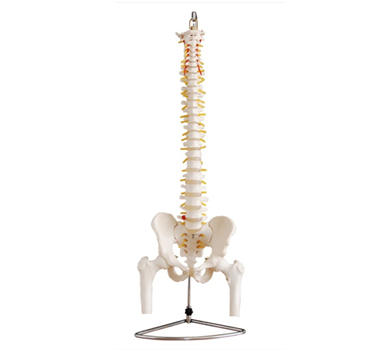 自然大脊椎附骨盆、半腿骨模型图