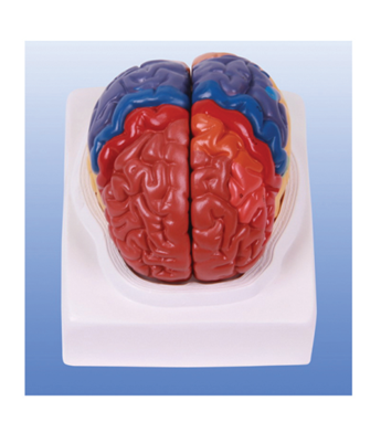 知能医学模型-大脑皮质分区模型