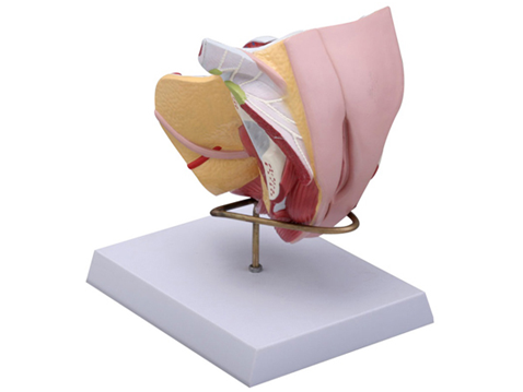 知能医学模型-女性外生殖器解剖模型
