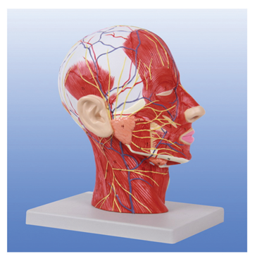 头颈部神经血管模型图