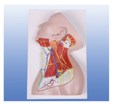 颈部浅层结构解剖模型
