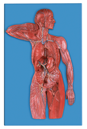 人体淋巴系统模型