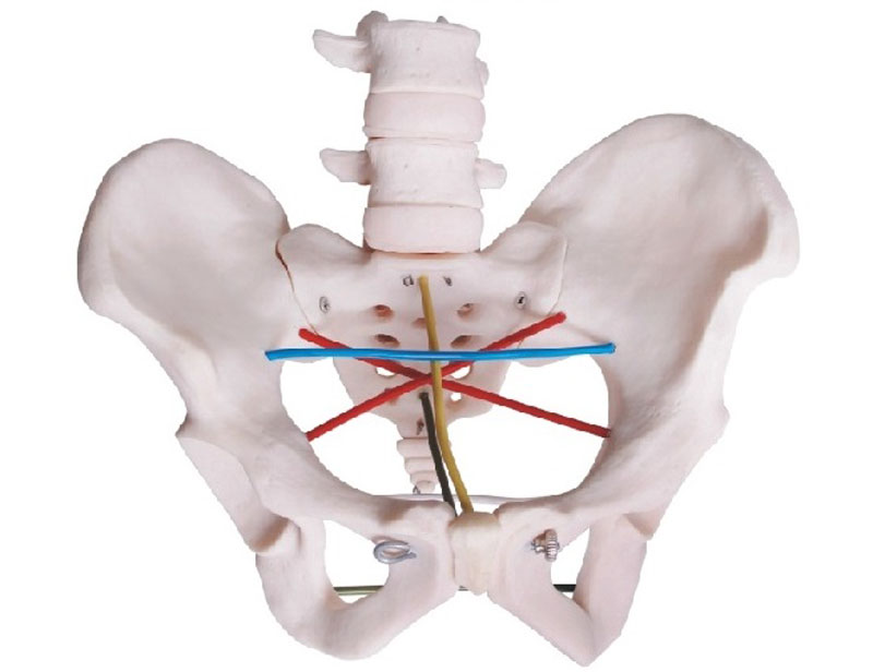 知能醫學模型骨盆測量示教模型 BIX/F24