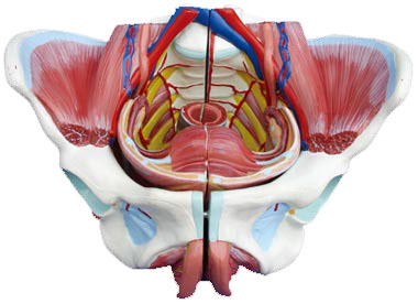 女性骨盆附生殖器官与血管神经模型