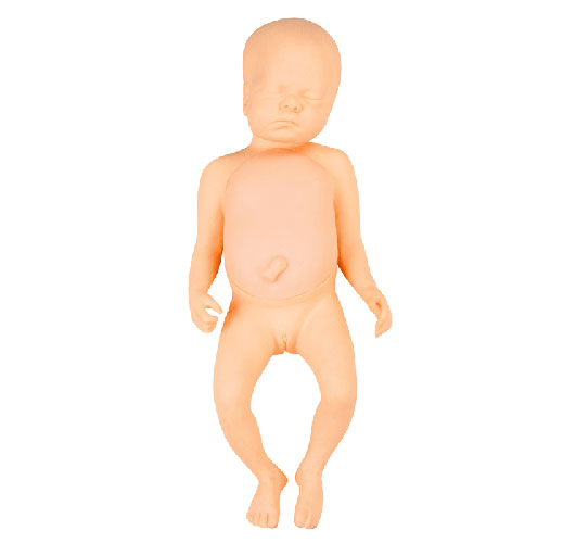 高级足月胎儿模型图