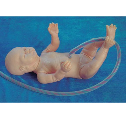 高级新生儿脐带护理模型图