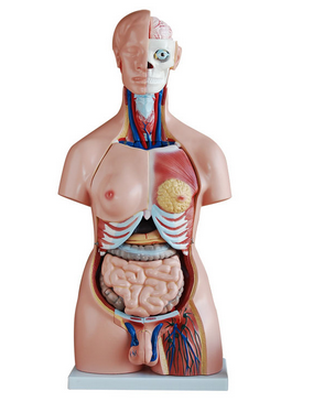 人体解剖模型