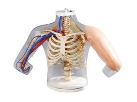 中心静脉穿刺模型