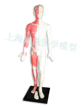 人体针灸模拟人
