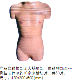 知能医学模型女性躯干断层解剖横切面模型 BIX-A1071