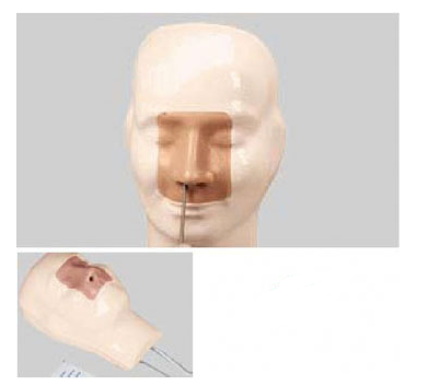 高级鼻腔出血模型